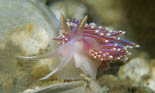 facelina auriculata